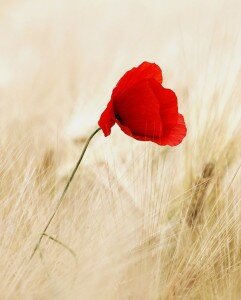 Rot steht für Liebe